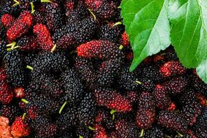 Black and red mulberry background. photo