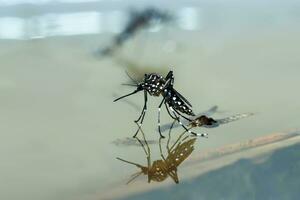 macro de un mosquito en agua foto