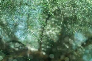 Water droplets on pine needles in the rainy season. photo