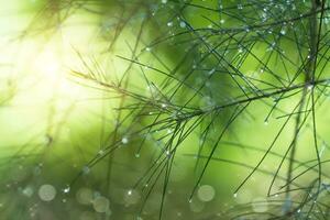 Water droplets on pine needles in the rainy season. photo