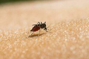 Close-up of a mosquito sucking blood. photo