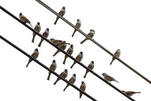 Sparrows on power lines photo