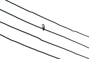 Sparrows on power lines photo