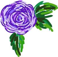 A purple rose vector or color illustration