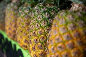 Row of fresh pineapples photo