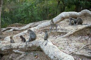 Group of Monkeys photo