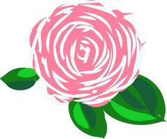 A rose vector or color illustration