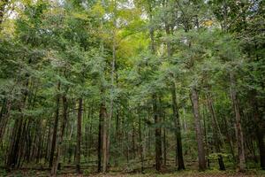 amplio ángulo ver de el bosque en contra un brillante luz cielo foto