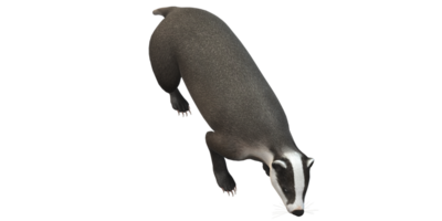 Badger isolated on a Transparent Background png