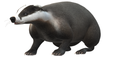 Badger isolated on a Transparent Background png