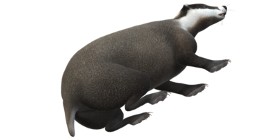 Badger isolated on a Transparent Background png