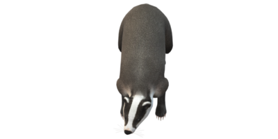 Badger isolated on a Transparent Background png
