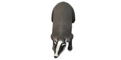 texugo isolado em uma transparente fundo png