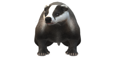 Badger isolated on a Transparent Background png