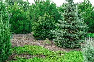 backyard with landscaping. photo