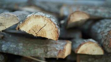 achtergrond van boom stronken, natuurlijk hout achtergrond video