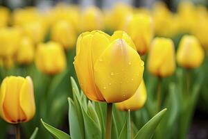 ai generado amarillo tulipán en el jardín. ai generado foto