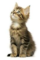 AI generated Playful funny kitten looking up isolated on a white background. AI Generated photo