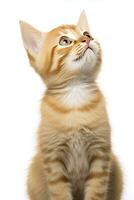 AI generated Playful funny kitten looking up isolated on a white background. AI Generated photo