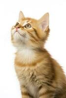 AI generated Playful funny kitten looking up isolated on a white background. AI Generated photo