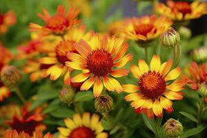 AI generated Gaillardia or Blanket Flower. Bright and Colorful Shades of Warm Tones. AI Generated photo