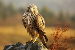 AI generated Hawk sitting on rock looking for prey. AI Generated photo