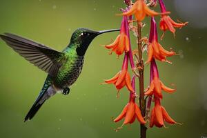 AI generated Hummingbird in Costa Rica. AI Generated. photo