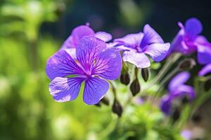 AI generated Geranium wilfordii flower. photo