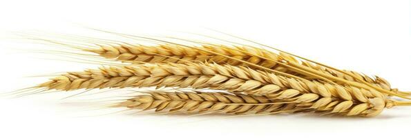 AI generated Wheat ears isolated on white background. AI Generated. photo