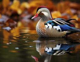 AI generated Closeup of mandarin duck swimming in lake. generative AI. photo