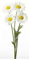 AI generated Common daisy isolated on white background. AI Generated photo