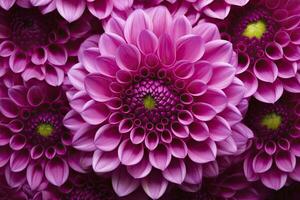 AI generated Dahlia flower background.  AI Generated. photo