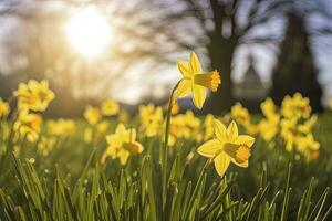 AI generated Daffodils in spring backlit by sun. AI Generated photo