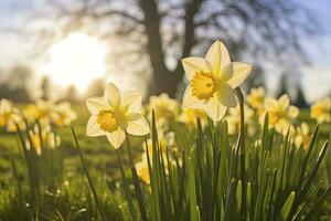 AI generated Daffodils in spring backlit by sun. AI Generated photo