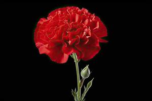 AI generated Red Carnation isolated on black background. AI Generated photo