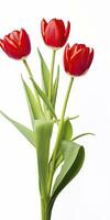 AI generated Red tulips isolated on white background. AI Generated photo