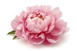 AI generated Peony isolated on white background. AI Generated photo