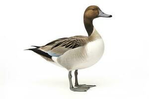 AI generated Northern pintail isolated on white background. AI Generated. photo