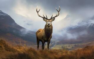 AI generated Monarch Of The Glen. AI Generated photo