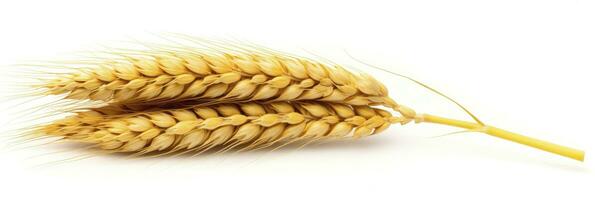 AI generated Wheat ears isolated on white background. AI Generated. photo