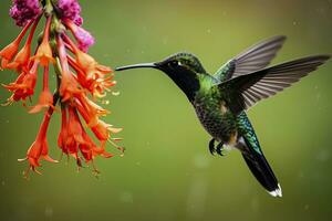 AI generated Hummingbird in Costa Rica. AI Generated. photo