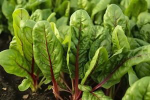 AI generated Chard growing in an urban garden. Garden beet and salad leaves close up. Generative AI photo