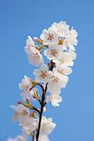 AI generated Cherry Blossom Against Clear Blue Sky.AI Generated. photo