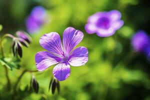 AI generated Geranium wilfordii flower. AI Generated photo