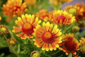 AI generated Gaillardia or Blanket Flower. Bright and Colorful Shades of Warm Tones. AI Generated photo