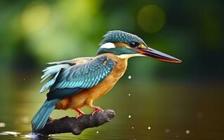 ai generado el común martín pescador humedales pájaro de colores plumas desde diferente aves. generativo ai foto