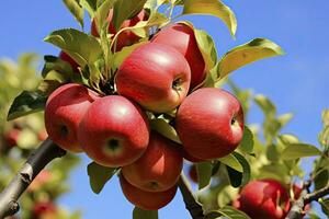 ai generado cerca arriba manzana Fruta en árbol. ai generado foto