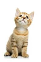 AI generated Playful funny kitten looking up isolated on a white background. AI Generated photo