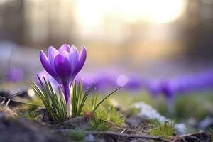 AI generated Spring purple crocus flower. AI Generated photo