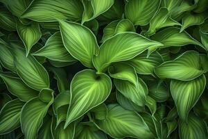 AI generated A plant with lots of large green leaves. AI Generated photo